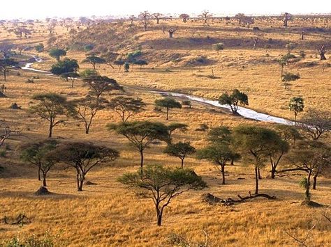 The savannah Savanna Biome, Grassland Biome, Savanna Grassland, Grassland Habitat, Tanzania Travel, Tanzania Africa, Acacia Tree, Africa Safari, Animal Habitats