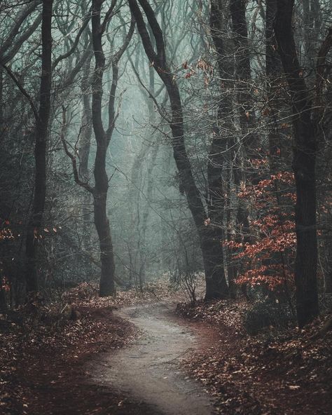 Late Autumn Aesthetic, Scenery Photos, Late Autumn, Misty Forest, Beautiful Forest, Autumn Scenery, Forest Photography, Dark Forest, Nature Aesthetic