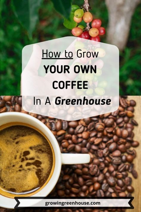 Grow Coffee, Growing Coffee, Garden Growing, Homestead Gardens, Vegetable Garden Diy, Victory Garden, Greenhouse Growing, Coffee Plant, Veg Garden