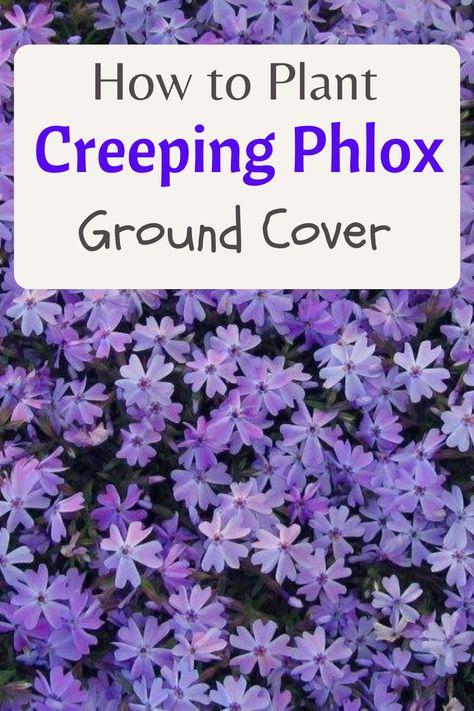 how to plant creeping phlox ground cover Moss Phlox Ground Cover, Colorful Ground Cover, Creeping Flocks, Creeping Phlox Landscaping, Creeping Phlox Ground Cover, Phlox Ground Cover, Creeping Thyme Ground Cover, Low Maintenance Ground Cover, Easy Garden Ideas