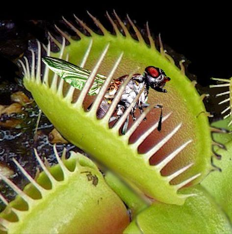 Do you need to hand-feed a Venus flytrap? And, if so, what should you feed it? Plants Science Project, Venus Flytrap Plant, Venus Fly Trap Care, Sensitive Plant, Venus Flytrap, Venus Fly Trap, Pitcher Plant, Fly Traps, Plant Science