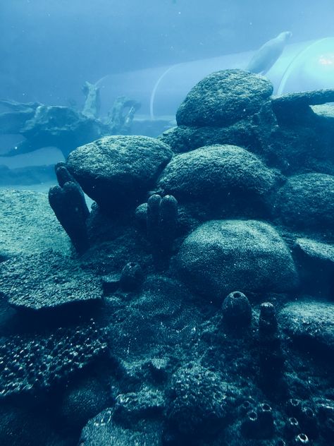 #water #coral #blue #sealife #sealions #underwater #aesthetics #photography #travel Coral Blue Aesthetic, Nb Aesthetic, Sea Corals, Aesthetics Photography, Sea Aesthetic, Ocean Underwater, Dark Sea, Big Rock, Aesthetic Board