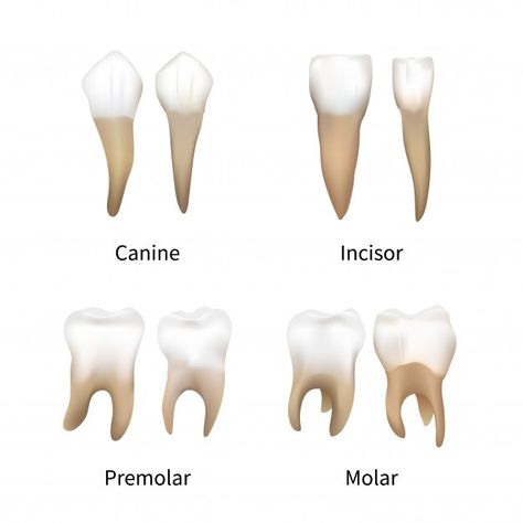 Teeth Types, Dating A Nurse, Infographic Education, Teeth Drawing, Dental Posts, Human Teeth, Retro Text, Vector Infographic, Vintage Text