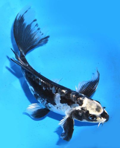 Live Koi pond Fish Large 6-7" Black Kikokuryu Butterfly Rare! Fantast ... Black Koi Fish, Butterfly Koi, Pretty Fish, Koi Art, Carpe Koi, Koi Fish Pond, Japanese Koi, Koi Carp, Fish Ponds