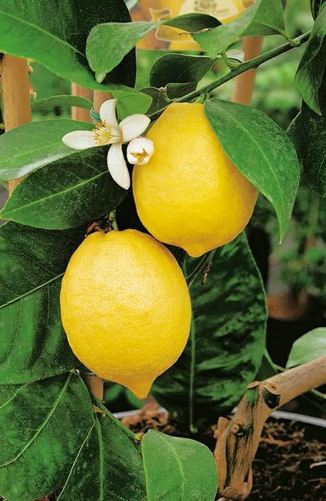 Lemon Tree Flowers, Tattoos Plants, Lemon Pictures, Plants Tattoo, Bedroom Plants Decor, Plant Bedroom, Plant Tattoos, Nice Good Morning Images, Lemon Plant