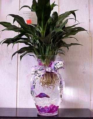 How to Create a Beautiful Betta Fish Vase | eHow Betta Fish Bowl, Peace Lillies, Tanaman Air, Betta Aquarium, Fish Vase, Indoor Water Garden, Betta Fish Tank, Beta Fish, Plant Vase