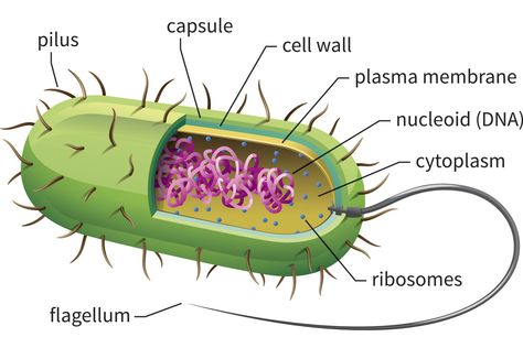 Learn about prokaryotic cells, single-celled organisms that are the earliest and most primitive forms of life on earth and include bacteria and archaeans. Prokaryotic Cell Model, Bacterial Cell Structure, Bacterial Cell, Microbiology Study, Nuclear Membrane, Cell Diagram, Prokaryotic Cell, Cells Project, Cell Organelles