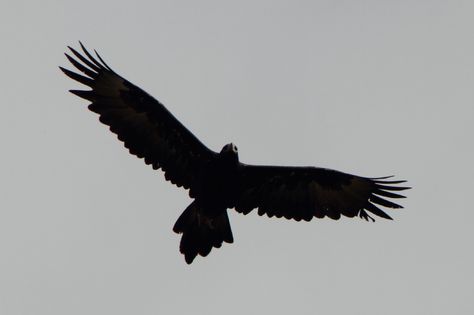 silhouette hawk flying - Google Search                              … Eagle Shadow Tattoo, Rowan Tattoo, Black Eagle Tattoo, Hawk Silhouette, Bird Silhouette Tattoos, Black Bird Fly, Tattoo Silhouette, Small Eagle Tattoo, Bird Tattoo Men