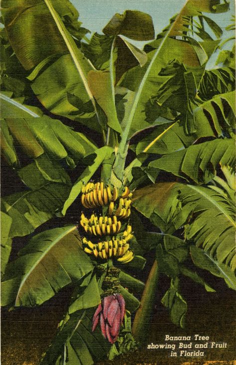 Over 202,000 digitized photographs from the State Library and Archives of Florida. Hawaii Spa, Christmas Card Collage, Florida Backyard, Tree Buds, Southern Usa, Durga Ji, Tropical Art Print, Jungle Gardens, Banana Plants