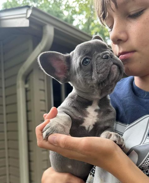 Cute Doge, French Bulldog Mix, Pets Photos, French Bulldog For Sale, Puppies For Adoption, Cutee Animals, Bulldog Francese, Dog Cage, Frenchie Puppy