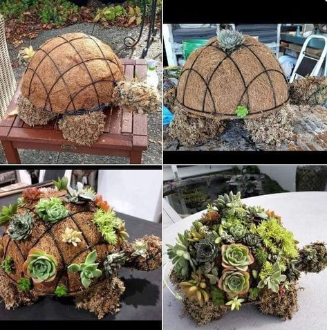 Succulent Turtle, Punk Decor, Solar Punk, Plants Growing, A Turtle, Pretty Plants, Diy Plants, Planting Herbs, Succulents Garden