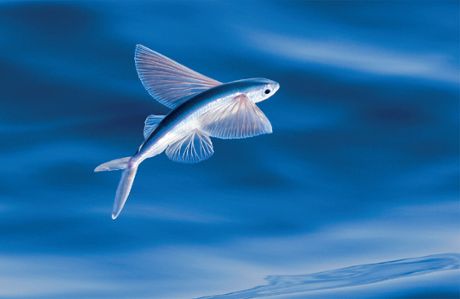 Creature Marine, Sea Mammal, Fish Feed, Flying Fish, Animal Study, Types Of Fish, Ocean Creatures, Arte Popular, Ocean Animals