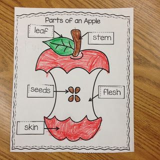 Books About Apples, Apples Unit Kindergarten, Life Cycle Activities, Apple Week, Preschool Apple Theme, Apple Kindergarten, Apple Life Cycle, Apple Lessons, Preschool Fall