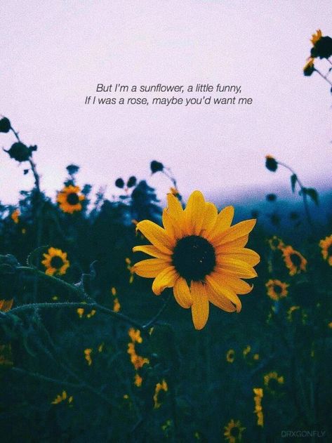 Sunflower Quotes, Wallpaper Tumblr, Tumblr Quotes, Flower Quotes, Yellow Sunflower, Intp, Instagram Quotes, Lyric Quotes, Pretty Words