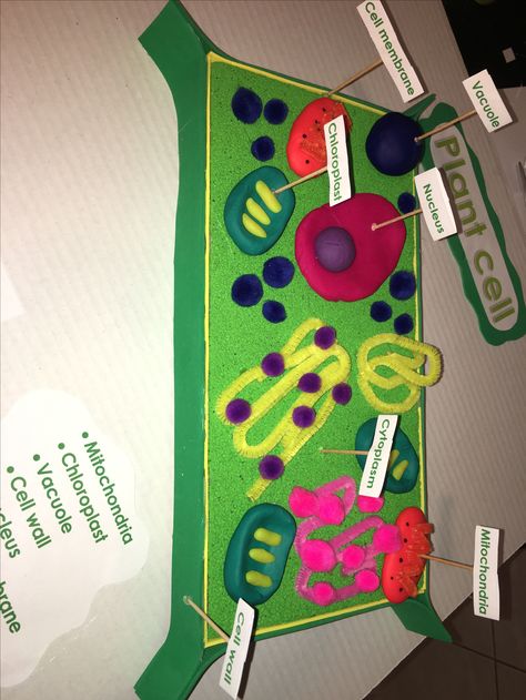 Plant Cell Diagram 3d, Cell Model Project Plant, Plant Cells Model, Diy Plant Cell Model, 3 D Cell Model Project, Animal Or Plant Cell Project, Plant Cell Poster Board Project, How To Make A Plant Cell Model, Plant Cell Diagram Project