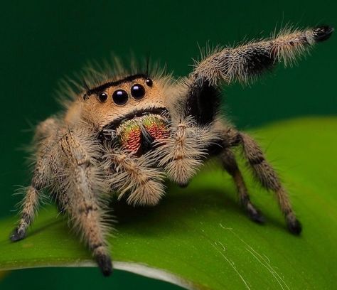 #phidippus #jumpingspider #spider #phidippusregius #salticidae #jumpingspidersofinstagram #macro #jumpingspiders #arachnid #spidersofinstagram #arachnids #spiders #cute #arachnidsofinstagram #macrophotography #insects #regius #insect #jumpingspidersoftheworld #instaspider #nature #spiderlove #regaljumpingspider #petspider #phiddipus #salticidaespider #photography #insectsofinstagram #spiderlover #spidersoftheworld Tarantula Photography, Regal Jumping Spider, Spiders Cute, Cute Jumping Spider, Spider Man Comics, Arachnids Spiders, Spider Man Ps4, Spider Species, Jumping Spiders