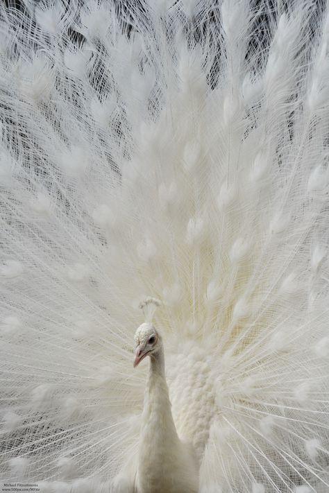 white peacock display | bird photography #peafowl Albino Peacock, Rare Albino Animals, White Animals, White Birds, Albino Animals, White Peacock, White Nature, Cutest Animals, Rare Animals