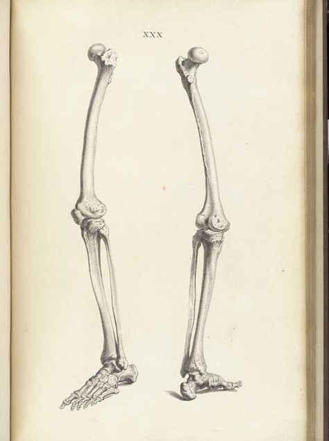 Leg bones, from William Cheselden’s Osteographia, NLM Call no.: WZ 260 C499o 1733. Leg Skeleton Anatomy, Leg Skeleton Drawing, Leg Bones Drawing, Leg Bone Anatomy, Skeleton Legs Drawing, Leg Bones Anatomy, Leg Skeleton, Anatomy Drawing Practice, Bones Drawing