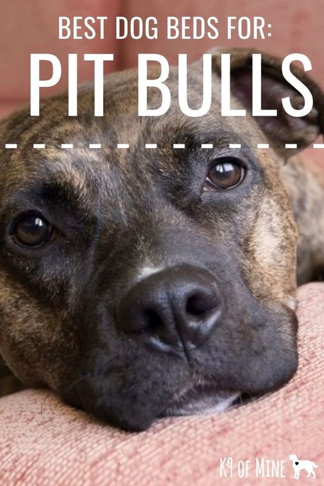 5 Best Dog Beds For Pit Bulls: Supportive, Comfy, And Chew Proof! Learn about the best beds for pitties here! #dogs #dogbeds #pitties #pitbulls #chewproof Chew Proof Dog Bed, Best Beds, Dogs Bed, Indestructable Dog Bed, Dogs Diy Projects, Dog Quotes Love, Best Dog Beds, Dog House Diy, Diy Dog Bed