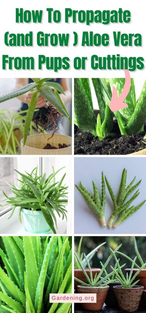 How To Propagate An Aloe Vera Plant, Aloe Vera Succulent, How To Propagate Aloe Vera From Cuttings, How To Split Aloe Vera Plant, Aloe Plant Propagation, How To Propagate Aloe, Aloe Vera Plant Care Indoor, How To Grow Aloe Vera Plant From A Leaf, How To Grow Aloe Vera Plant