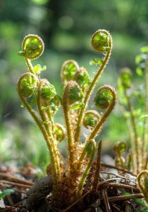 Woodland Ferns, Fern Garden, Fern Prints, Fiddlehead Ferns, Ferns Garden, Garden Shelves, Fern Frond, Plants Growing, Shade Garden