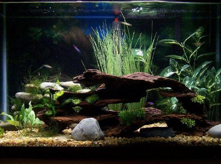 Homemade Aquarium, 10 Gallon Fish Tank, Fish Tank Ideas, Axolotl Tank, Fish Aquarium Decorations, Fish Tank Themes, Amazing Aquariums, Cool Fish Tanks, Aquascape Design