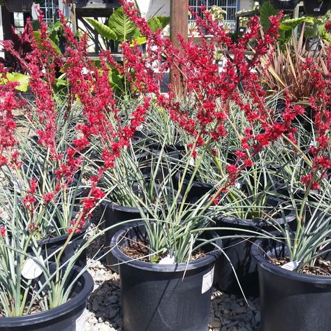 Hesperaloe Parviflora, Red Yucca, California Gardening, Dark Red Flowers, Blooming Succulents, Desert Style, Backyard Plants, Texas Gardening, Survival Gardening