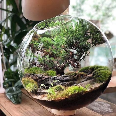 Japanese Terrarium, Malaysia Instagram, Terrarium Japanese, Cylinder Terrarium, Terrarium Bonsai, Bonsai Terrarium, Micro Landscapes Terrariums, Mini Closed Terrarium, Japanese Terrarium Miniature Zen Garden