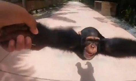 Life Could Be A Dream, Dream Video, Cute Video, Funny And Cute, Cute Monkey, Farm Heroes, The Zoo, Internet Funny, Miami Florida