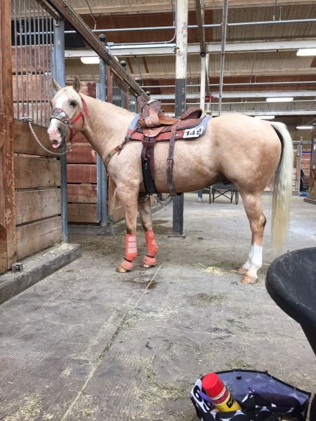 American Quarter Horse Gelding For Sale In Minnesota - Skip My Golden Boy - MyHorseForSale.com Equine Classifieds Horses For Sale Near Me, Barrel Horses For Sale, Sorrel Horse, Quarter Horses For Sale, Barbie Photoshoot, Barrel Horses, Horses Tack, Roping Horse, Palomino Horses