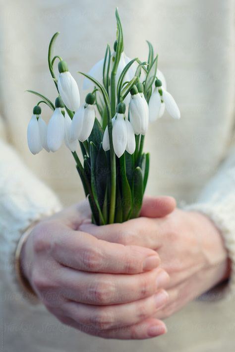 Snowdrop Bouquet, Snow Drop, Corporate Flowers, Flower Cottage, White Gardens, Spring Is Coming, Daily Journal, Lily Of The Valley, Color Themes