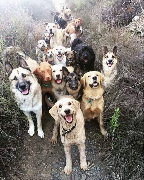 This is what greets you when you get to heaven. Group Of Dogs, Airedale Terrier, Disney Films, To Heaven, Happy Dogs, Beautiful Dogs, A Group, Dog Pictures, I Love Dogs