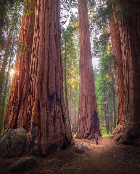 Sequoia National Park California, Sequoia Tree, Kings Canyon National Park, Giant Tree, Redwood Tree, National Park California, Redwood Forest, Sequoia National Park, California National Parks