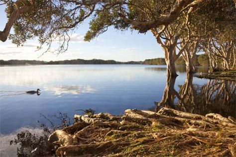 A calm winter's evening at Lake Ainsworth, Lennox Head. Lennox Head, Header Image, Golden Light, Sunday Afternoon, Golden Lights, When I Grow Up, Byron Bay, Holiday Ideas, A Walk