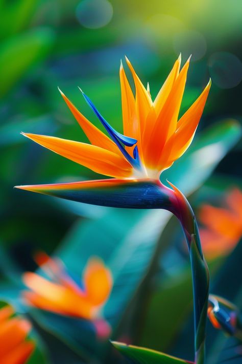 The Bird of Paradise is an exotic flower famed for its striking resemblance to a bird in flight. Its vividly colored blossoms in bright orange and blue make it an outstanding focal point in any garden or indoor space.  Light: Full sun to light shade. Water: Water regularly, allowing soil to dry out between waterings. Soil: Well-draining, fertile soil. Temperature: 65-75°F (18-24°C). Humidity: Moderate to high. Fertilizer: Balanced liquid fertilizer monthly during growing season.This tropical beauty is perfect for adding a splash of color and an exotic touch to landscapes and interior decor. 🐦✨  #tropical #garden #flowers #plantlover Raggiana Bird Of Paradise, Exotic Flowers Tropical, Strelitzia Reginae, Birds Of Paradise Plant, Paradise Bird, Bird Of Paradise Flower, Floral Design Classes, Bird Of Paradise Plant, Paradise Plant