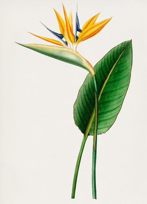 Vintage Illustration of Bird of paradise (Strelitzia Reginae) | premium image by rawpixel.com Hana Tattoo, Illustration Botanique Vintage, Strelitzia Reginae, Bird Of Paradise Flower, Vintage Botanical Illustration, Birds Of Paradise Flower, Parrots Art, Vintage Png, Botanical Illustration Vintage