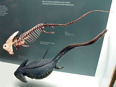 Diplocaulus ("double caul") is an extinct genus of leponspondyl amphibian from the Permian period. It was up to 1 m (3 ft 4 in) long. Diplocaulus is known for the long protrusions on the sides of its skull, which cause the skull to be shaped similar to a boomerang. Judging from its weak limbs and relatively short tail, it is presumed to have swum with an up-and-down movement of its body, not unlike cetaceans today. The wide head could have helped the creature glide through the water. Also, it is Permian Period, Dinosaur Skeletons, Prehistoric Wildlife, Animal Skeletons, Prehistoric World, Dinosaur Skeleton, Ancient Animals, Paleo Art, Extinct Animals