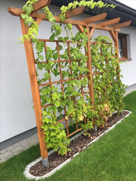 For the grapes Grape Trellis, Pergola Garden, Trellis Plants, Garden Yard Ideas, Garden Trellis, Front Yard Landscaping Design, Garden Structures, Backyard Landscaping Designs, Vertical Garden