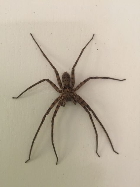 Australia Spider, Spider Reference, Spiders In Australia, Welcome To Australia, Huntsman Spider, Real Spiders, House Spider, Deadly Animals, Big Spiders