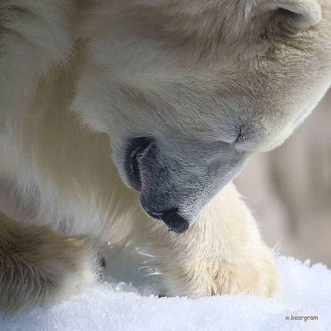 Polar Bear Fur, Bear Cubs, Polar Bears, Year 2, Baby Bear, Cute Bears, Animal Kingdom, Polar Bear, Adventure Travel