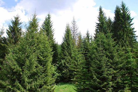 The Dos and Don'ts of Planting Norway Spruce - Caledon Treeland Pine Tree Landscaping, Scots Pine, Norway Spruce Tree Landscaping, Northern Lights Black Spruce, Serbian Spruce Tree, Weeping Norway Spruce Landscape, Columnar Norway Spruce, Norway Spruce Tree, Bruns Weeping Serbian Spruce