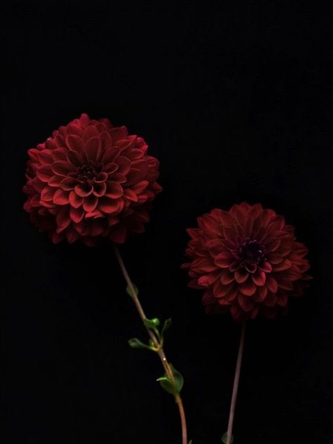 Dalia Flower, Brown Hairstyles, Dark Spirit, Dahlia Flowers, Hair Color Brown, Black Dahlia, Dark Flowers, Nothing But Flowers, Dahlia Flower