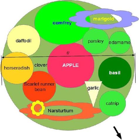 Companion Planting Apple Trees, Fruit Tree Guilds, Apple Tree Companion Plants, Fruit Tree Companion Planting, Apple Guild, Apple Tree Guild, Fruit Tree Guild, Tree Guild, Food Forests