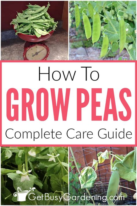 If you love peas and are interested in learning how to grow them in your home garden, then this detailed guide is exactly what you need. I’ve included all the information a beginner gardener needs to know about peas care including when and where to plant, what sun, soil, temperature, and fertilizer they need, how often to water and prune, how to manage pests, disease, and much more. You’ll feel confident growing peas from seed to harvest with my advice and can look forward to a bountiful crop. Organic Fungicide, Growing Peas, Flea Beetles, Pea Plant, English Peas, Shade Cloth, Snap Peas, Yellow Leaves, Gardening For Beginners