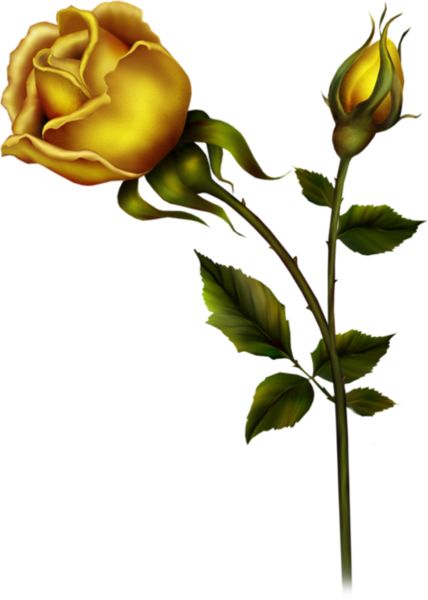 Bud Tattoo, Rose Bud Tattoo, Yellow Tattoo, Yellow Rose Tattoos, Types Of Orchids, Growing Orchids, Types Of Roses, Shrub Roses, Plant Information