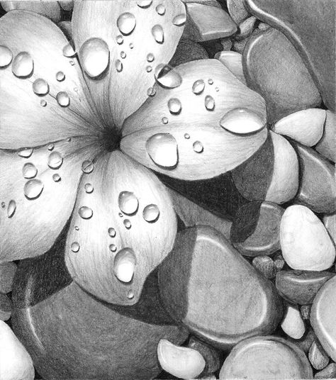 Flower on rocks by Cosmic0wl on DeviantArt Flower Sketches Pencil Shading, Flower Pencil Drawings, Pencil Shading Art, Pencil Shading Drawings, Graphite Pencil Art, Pencil Rendering, Flower Sketch Pencil, Realistic Flower Drawing, Drawing Dragon