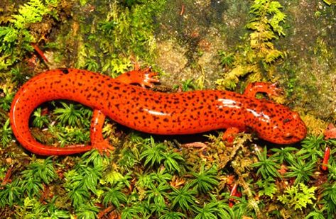 Salamander - Frogs are cute, sure, but salamanders definitely hold the title for cutest amphibian. These often colorful, unique little animals are long and slender, with short legs and a rounded head. With over 500 different species, there’s something for everyone to love! Read on to learn about the salamander. Red Salamander, Native American Studies, Biodiversity Conservation, Conservation Biology, Wildlife Reserve, Animal Species, Woodland Creatures, Amphibians, Anime Artwork