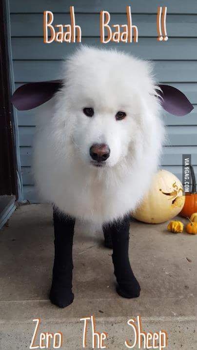 He's been a s'more and a cloud. Now he's a sheep!! Lou Dog, Sheep Costumes, Diy Dog Costumes, Samoyed Dogs, Pet Halloween Costumes, Animal Costumes, Dog Halloween Costumes, A Sheep, Halloween Photos