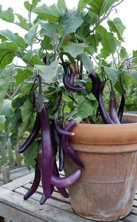 how-to-grow-eggplant-in-pots-3 Growing Eggplant, Como Plantar Pitaya, Gemüseanbau In Kübeln, List Of Vegetables, Growing Tomatoes In Containers, Easy Vegetables To Grow, Container Vegetables, Container Gardening Vegetables, Growing Tomatoes