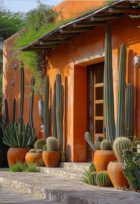 Cactus Plants Outdoor, Cactus Decorations, Palm Springs Landscaping, Cactus Water, Desert Garden, Home Landscaping, Outdoor Decor Backyard, What Is The Difference Between, Cactus Garden